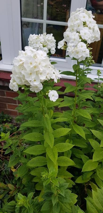 Phlox carolina flower