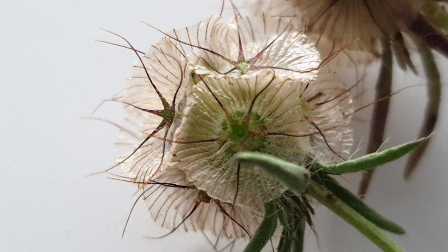 Scabiosa stellata fruit