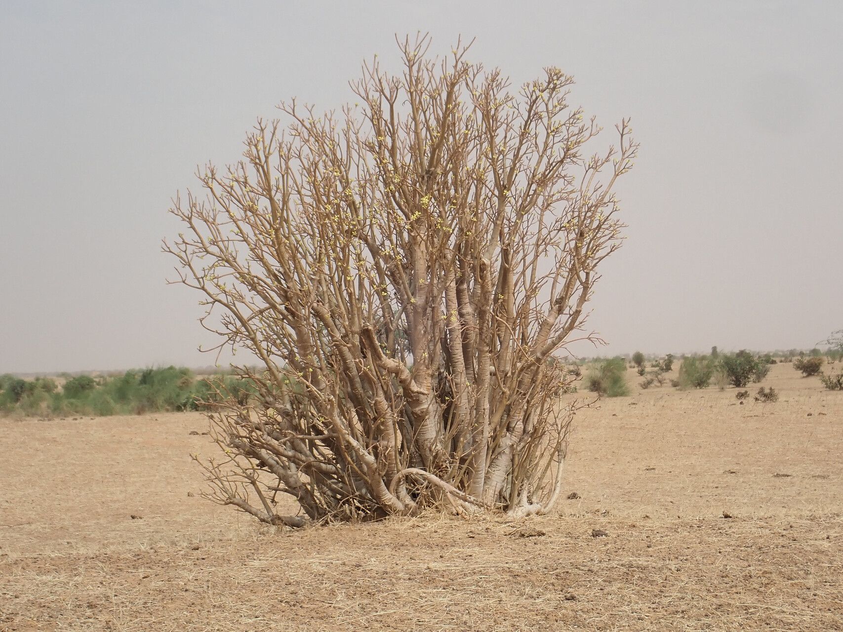 Euphorbia sepium habit