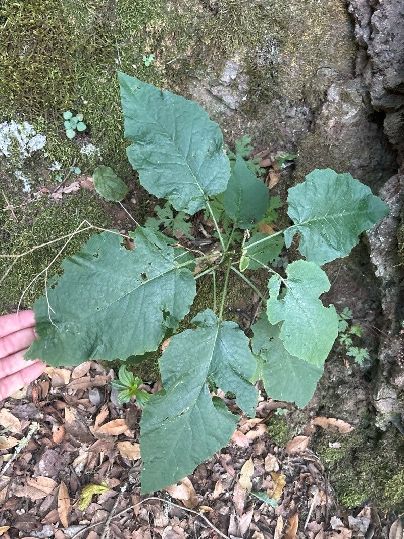 Crambe strigosa leaf