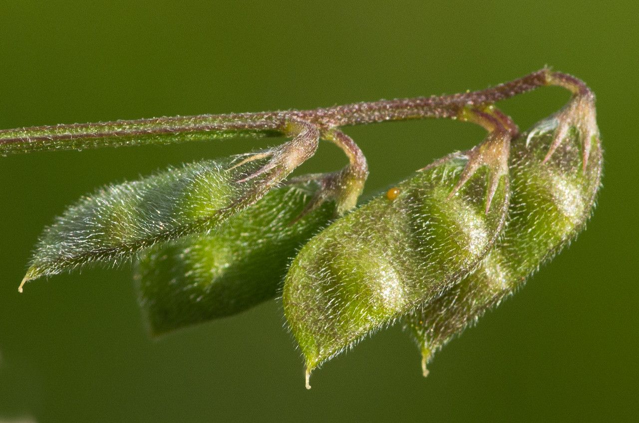 Vicia hirsuta fruit