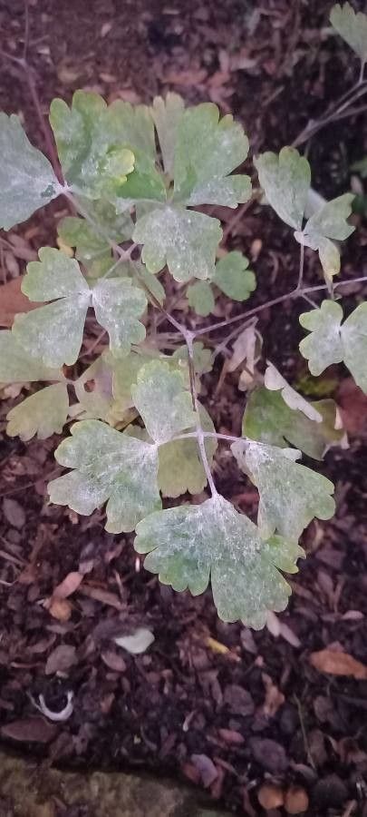 Thalictrum dioicum — search result for 'Ranunculaceae'