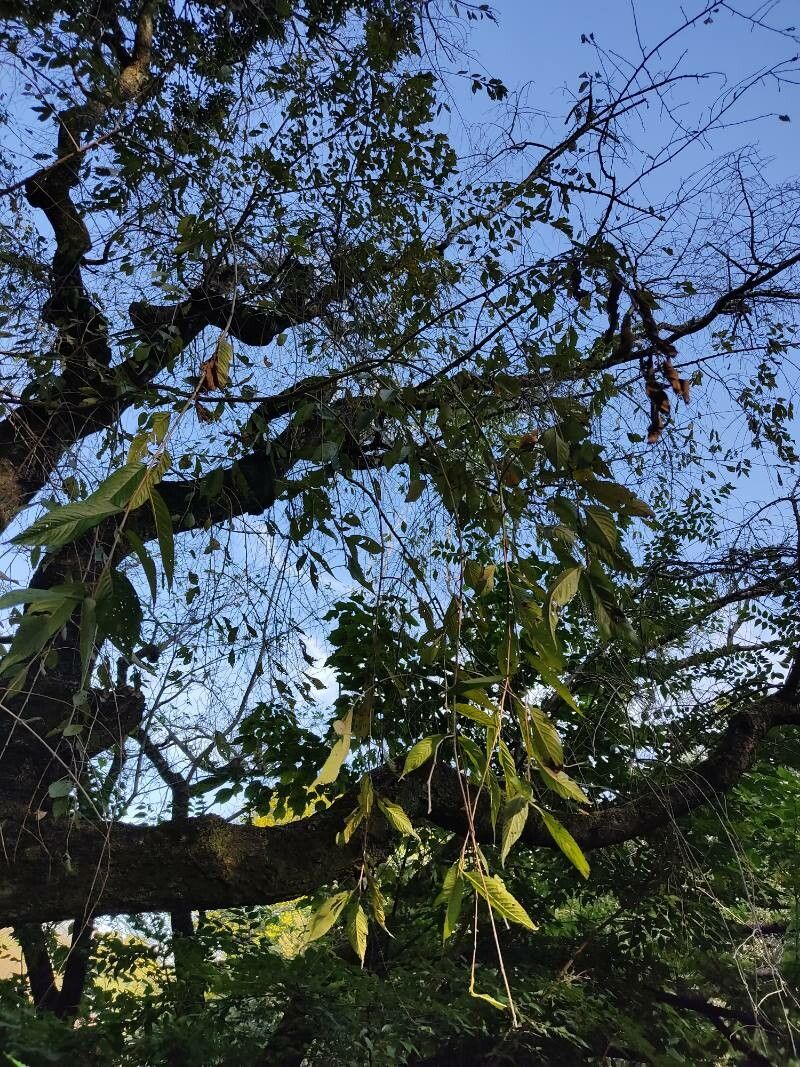 Prunus itosakura — houseplant care guide