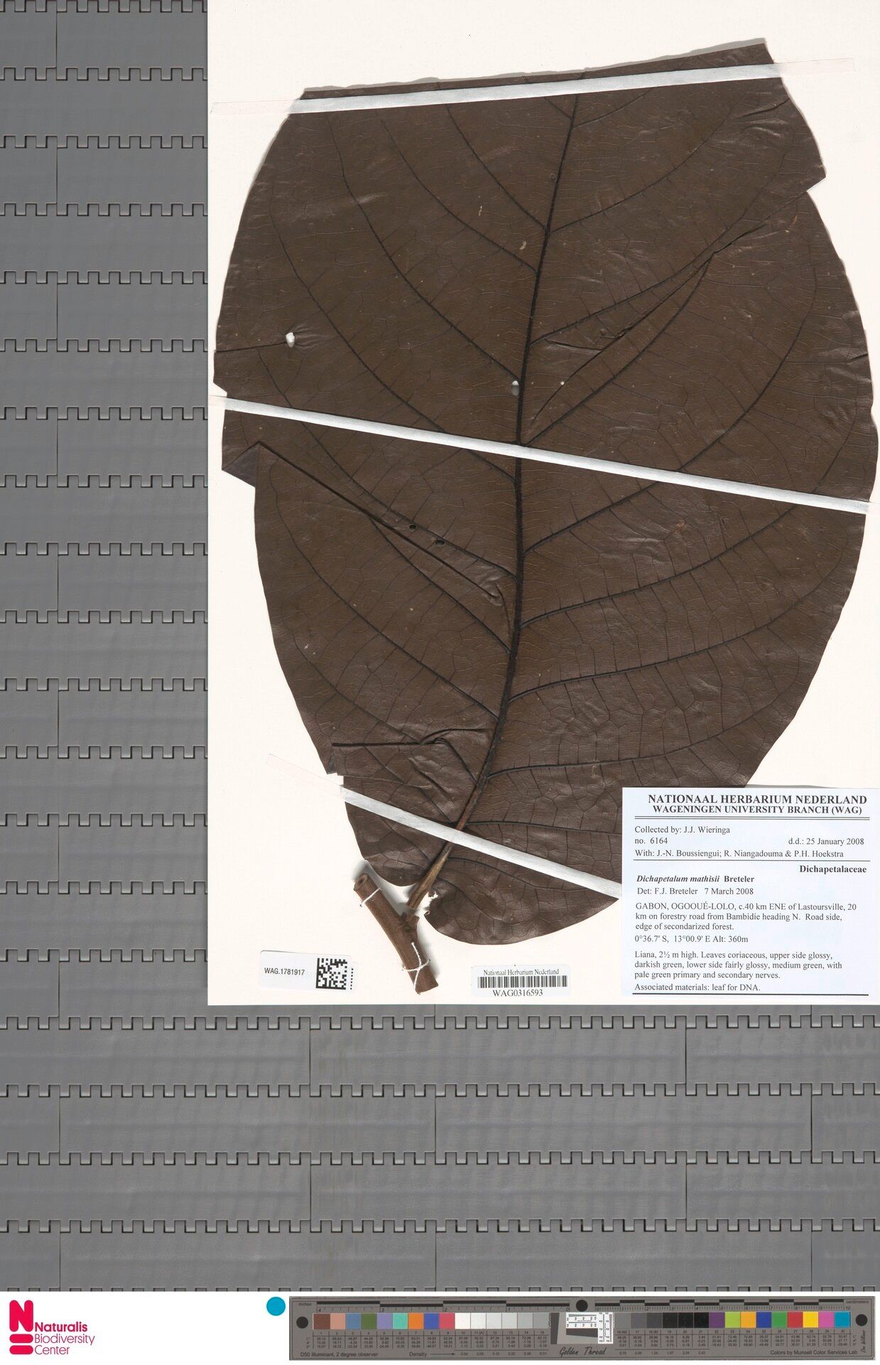Dichapetalum mathisii — houseplant care guide