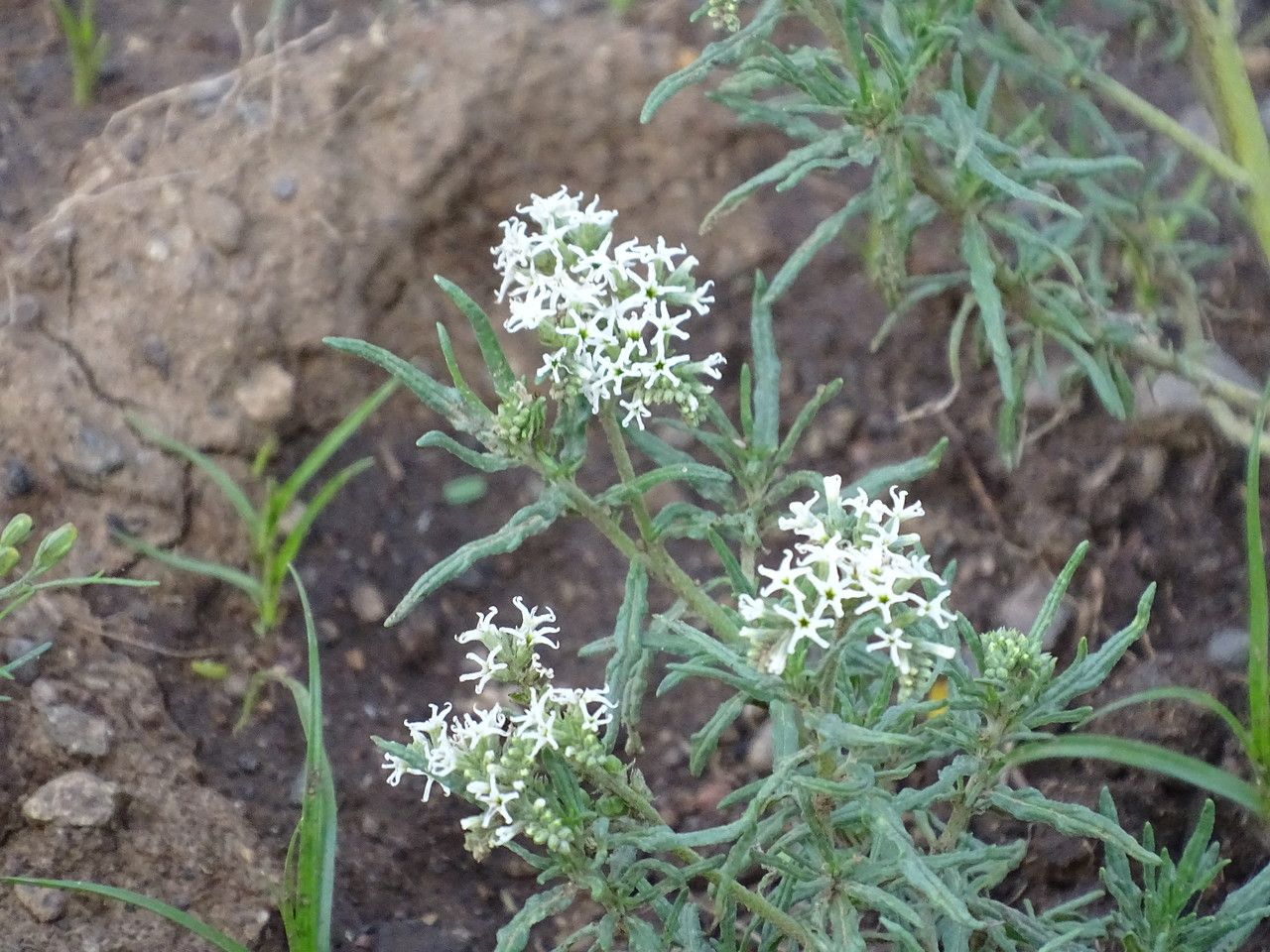 Heliotropium longiflorum habit