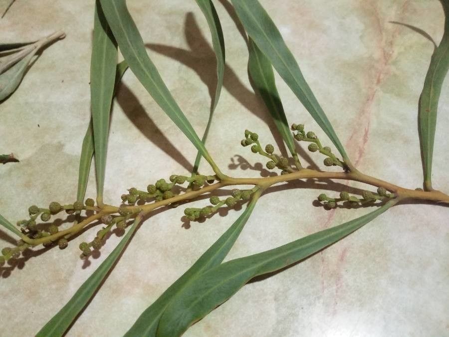 Acacia confluens fruit