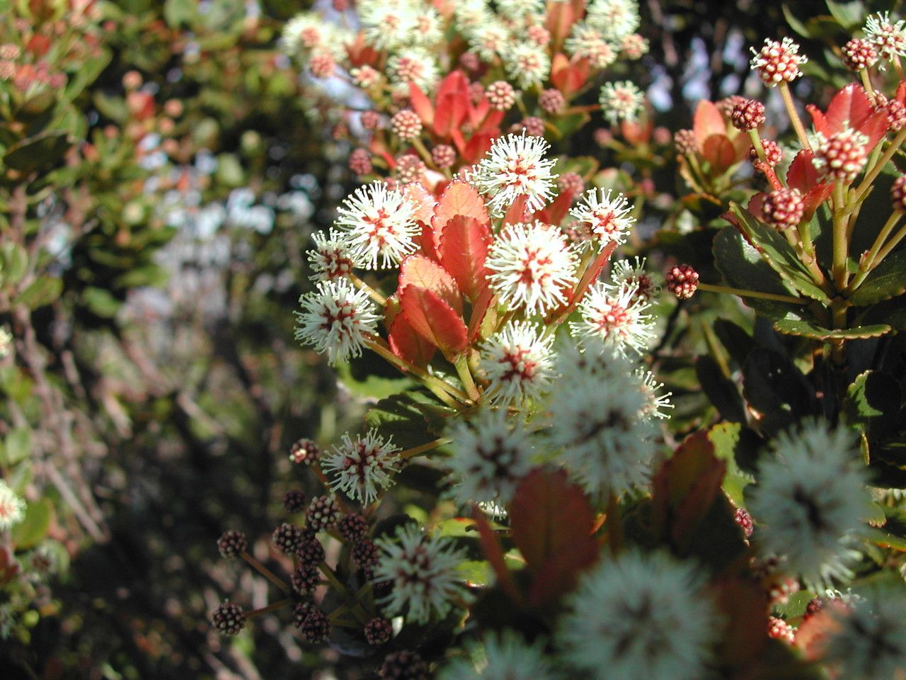Pancheria ajiearoana — related species from the same genus