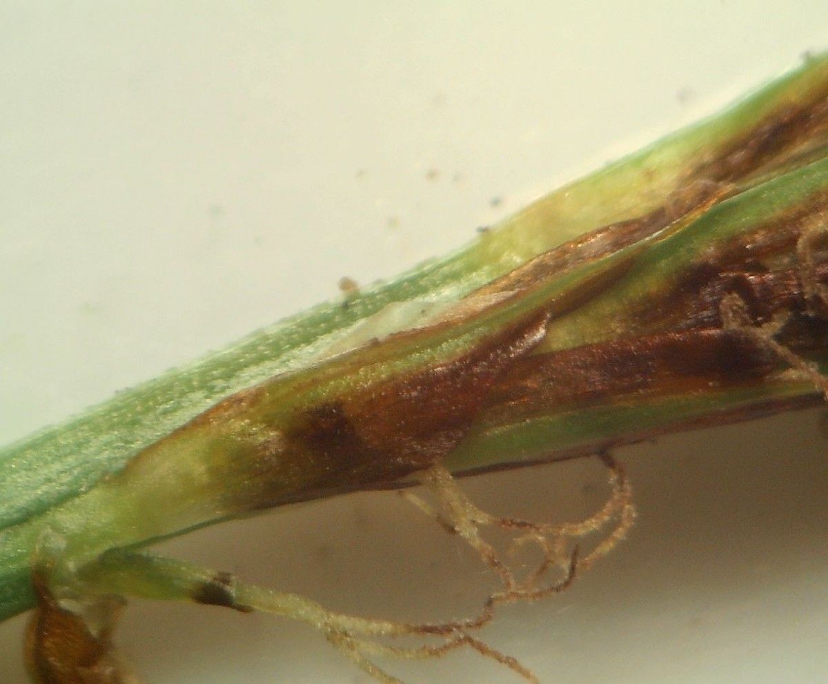 Carex depressa fruit