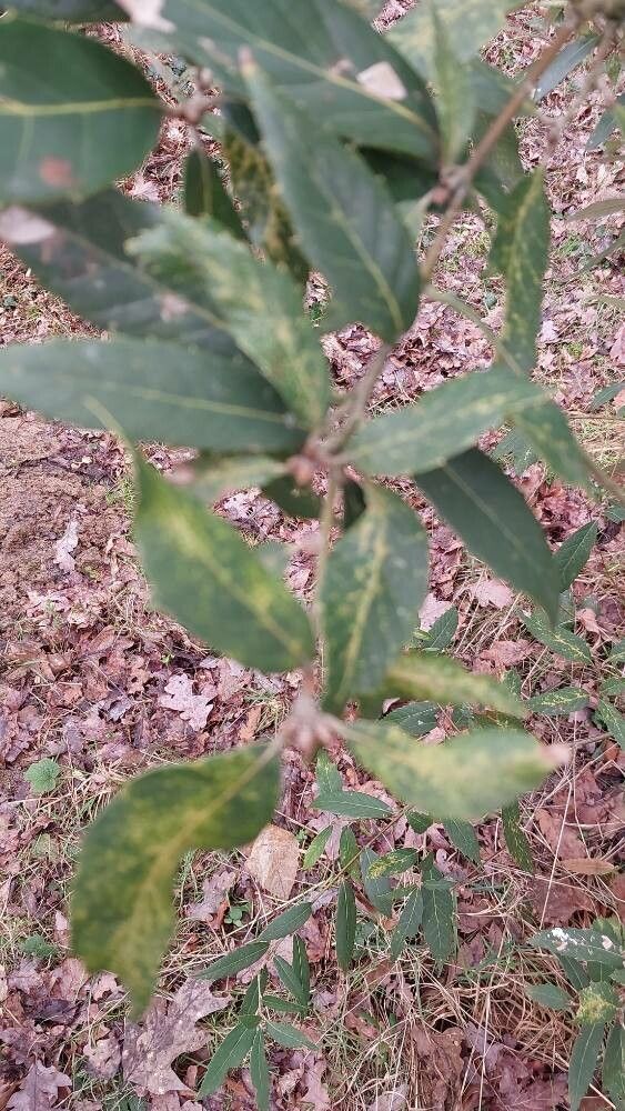 Quercus lanata — search result for 'Bhutan'