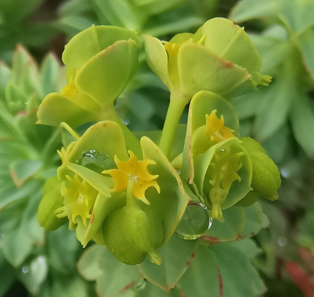 Euphorbia linifolia fruit