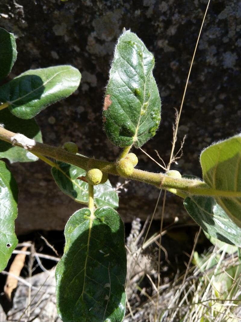 Ficus glumosa fruit