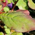 Ceratostigma plumbaginoides