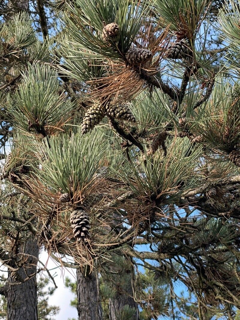 Pinus apulcensis