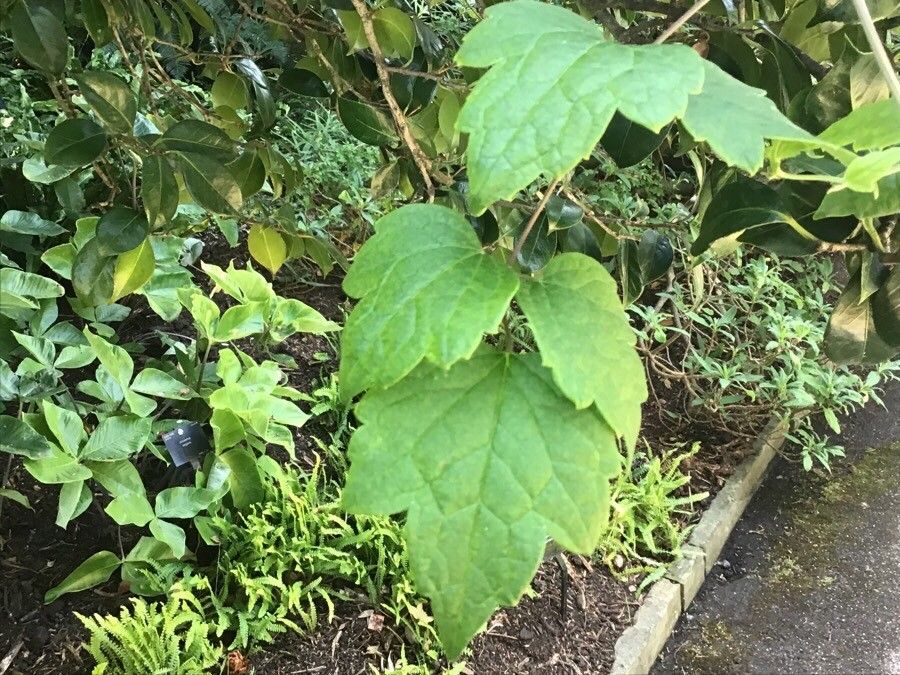 Clematis grandidentata — search result for 'Clematis'