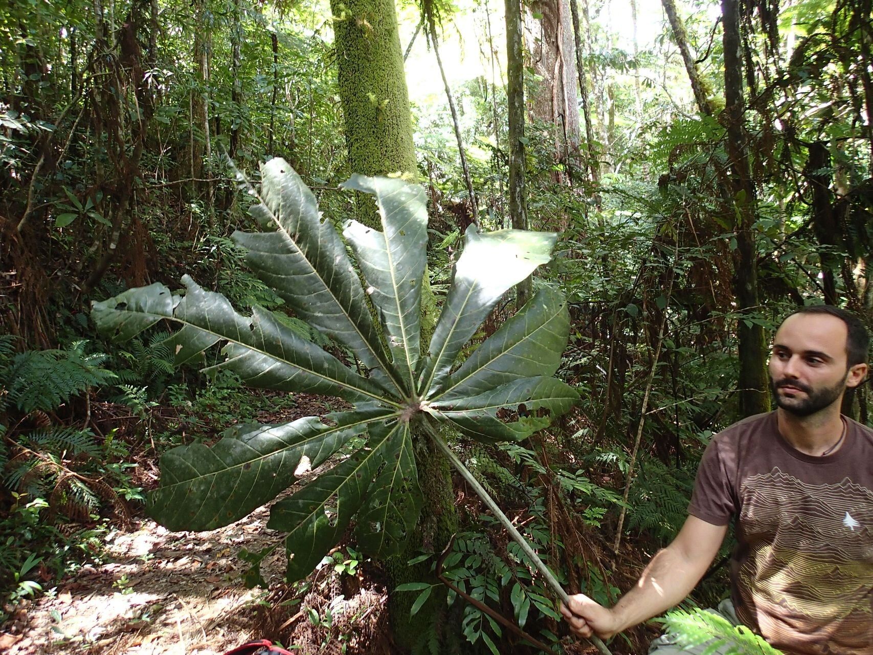 Acropogon megaphyllus — houseplant care guide