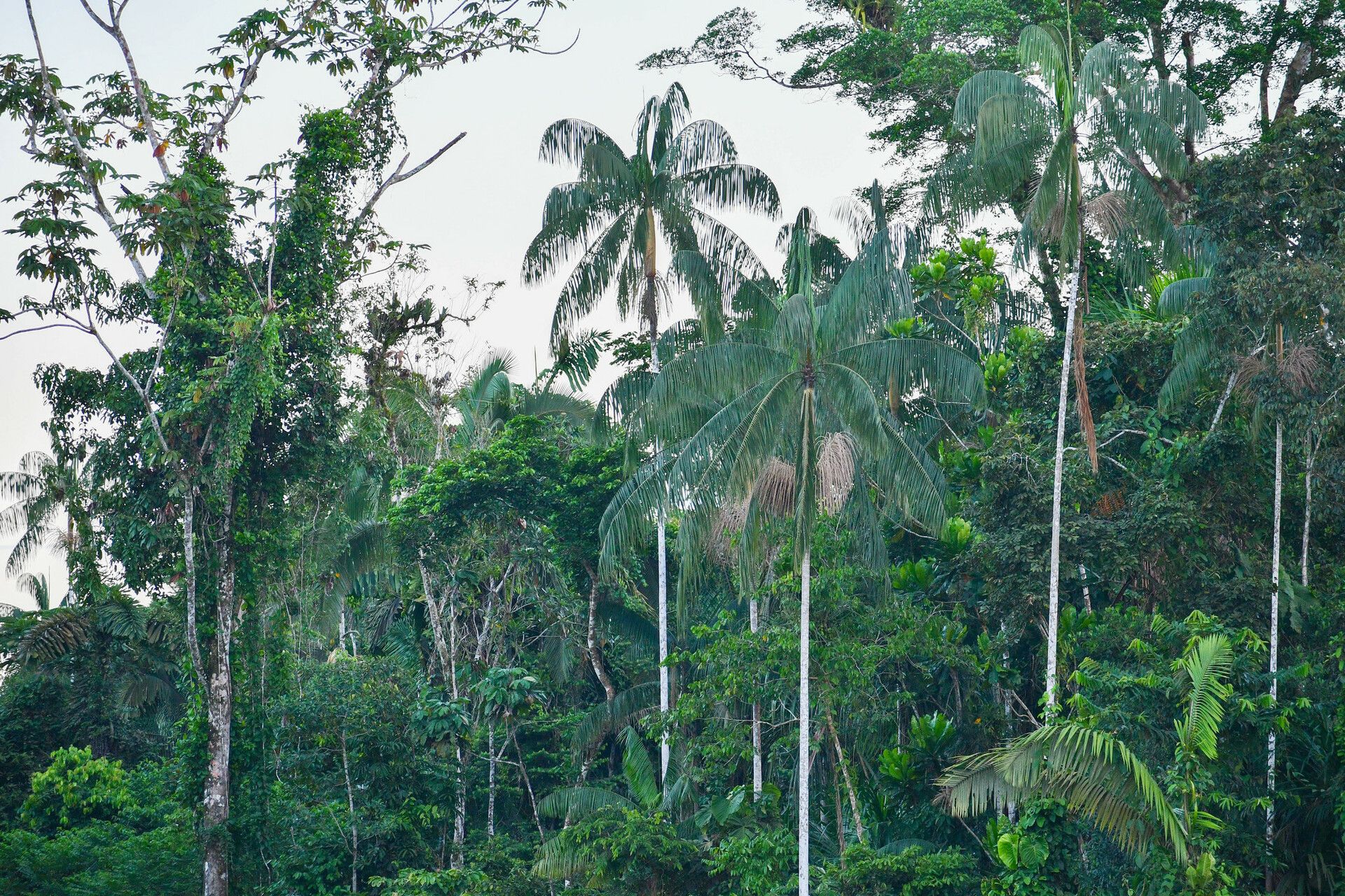 Euterpe catinga habit
