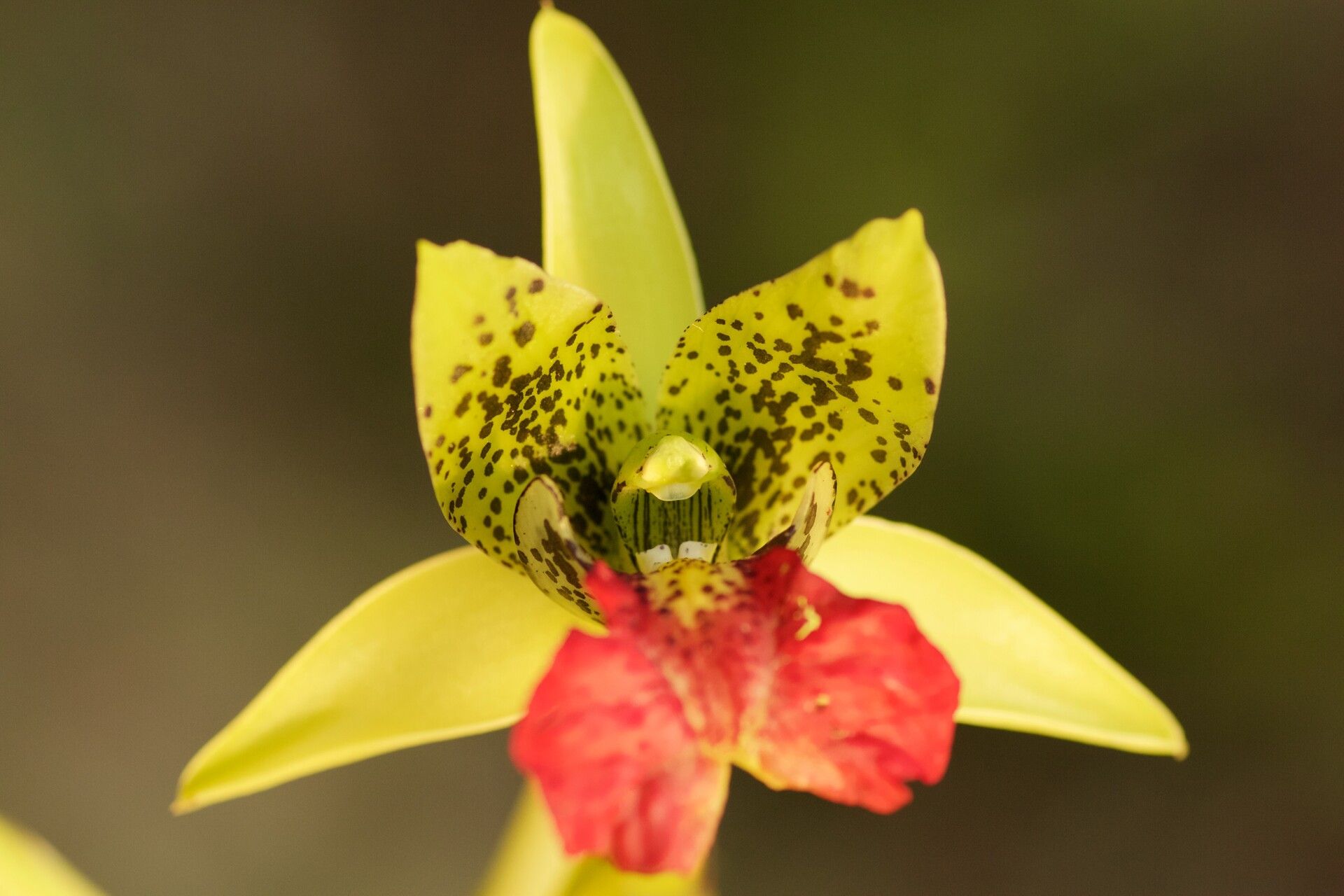 Eulophia pardalina flower