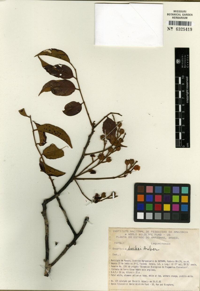 Swartzia duckei — houseplant care guide