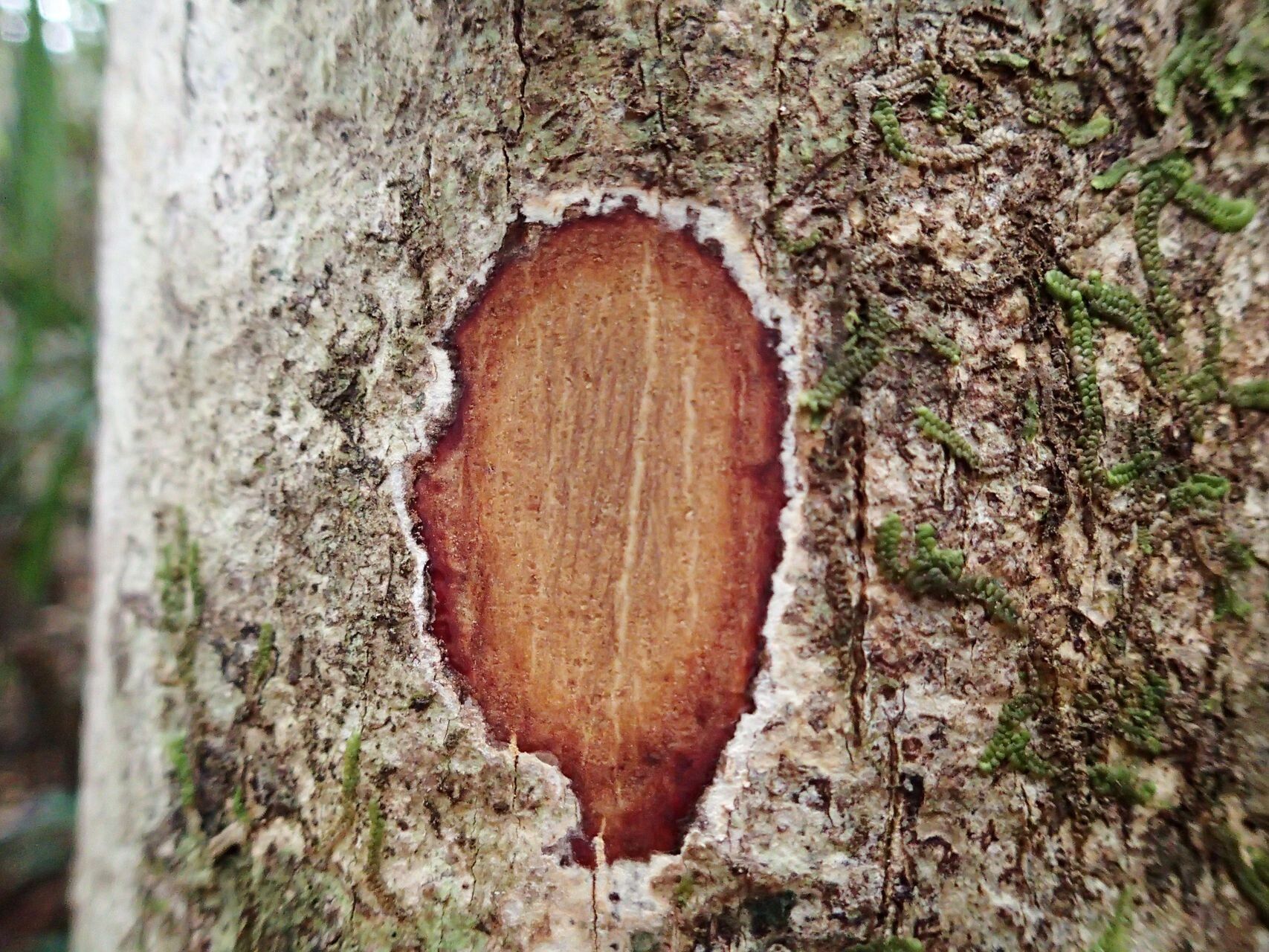 Elaeocarpus leratii — houseplant care guide