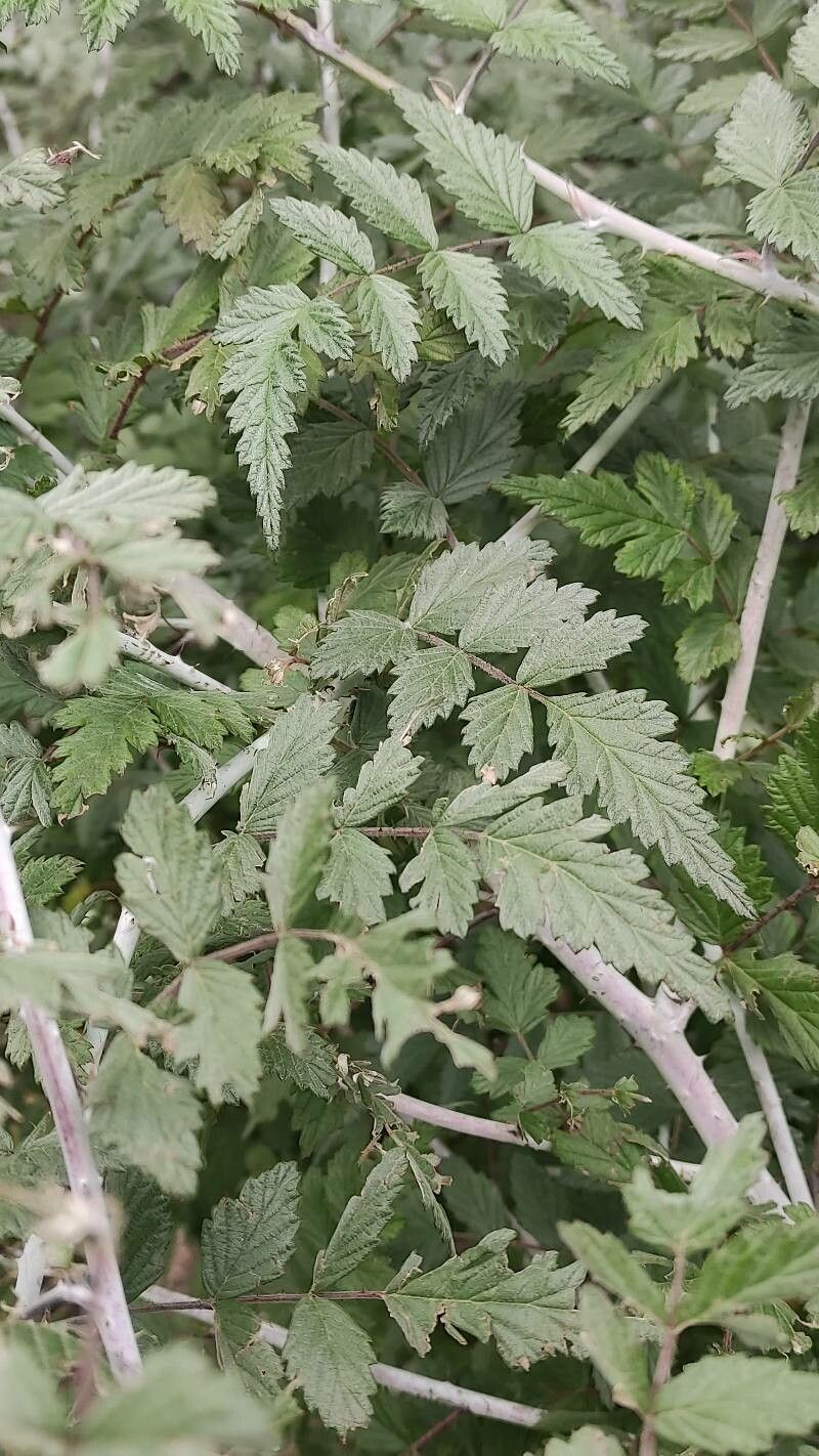 Rubus thibetanus leaf