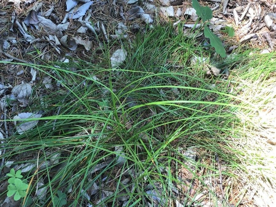 Luzula campestris — search result for 'Juncaceae'