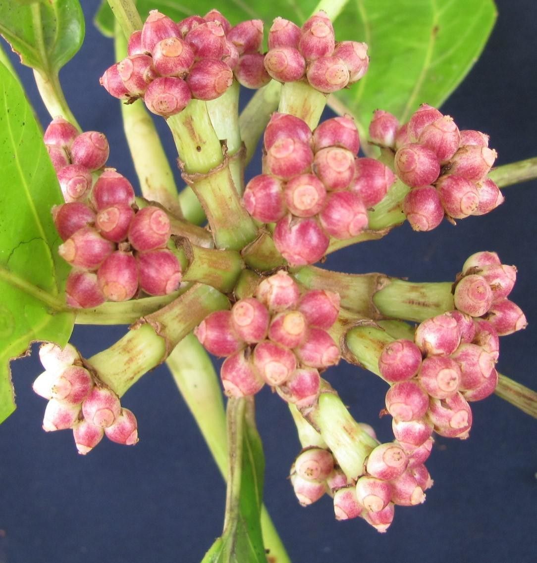 Dendropanax sessiliflorus fruit