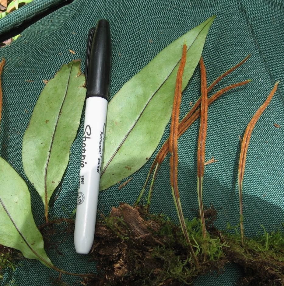 Pleopeltis wiesbaurii other