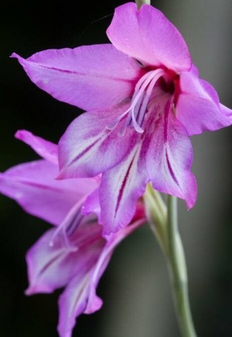 Gladiolus brachyphyllus — search result for 'Gladiolus'
