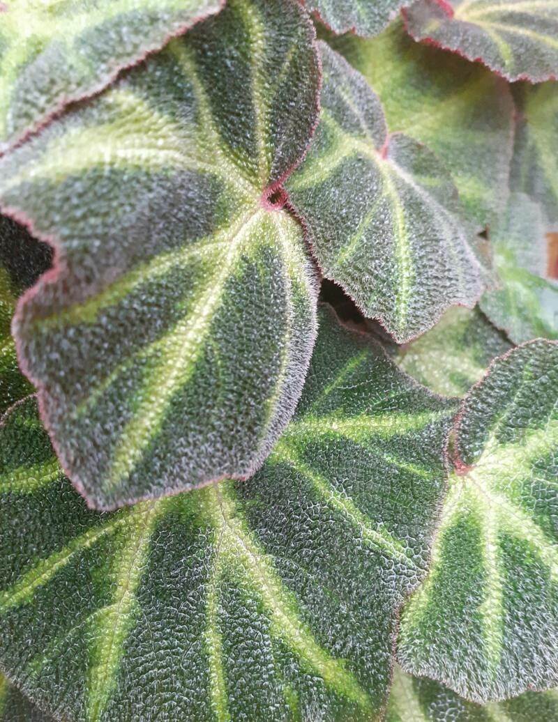 Begonia solimutata — search result for 'Begonia'