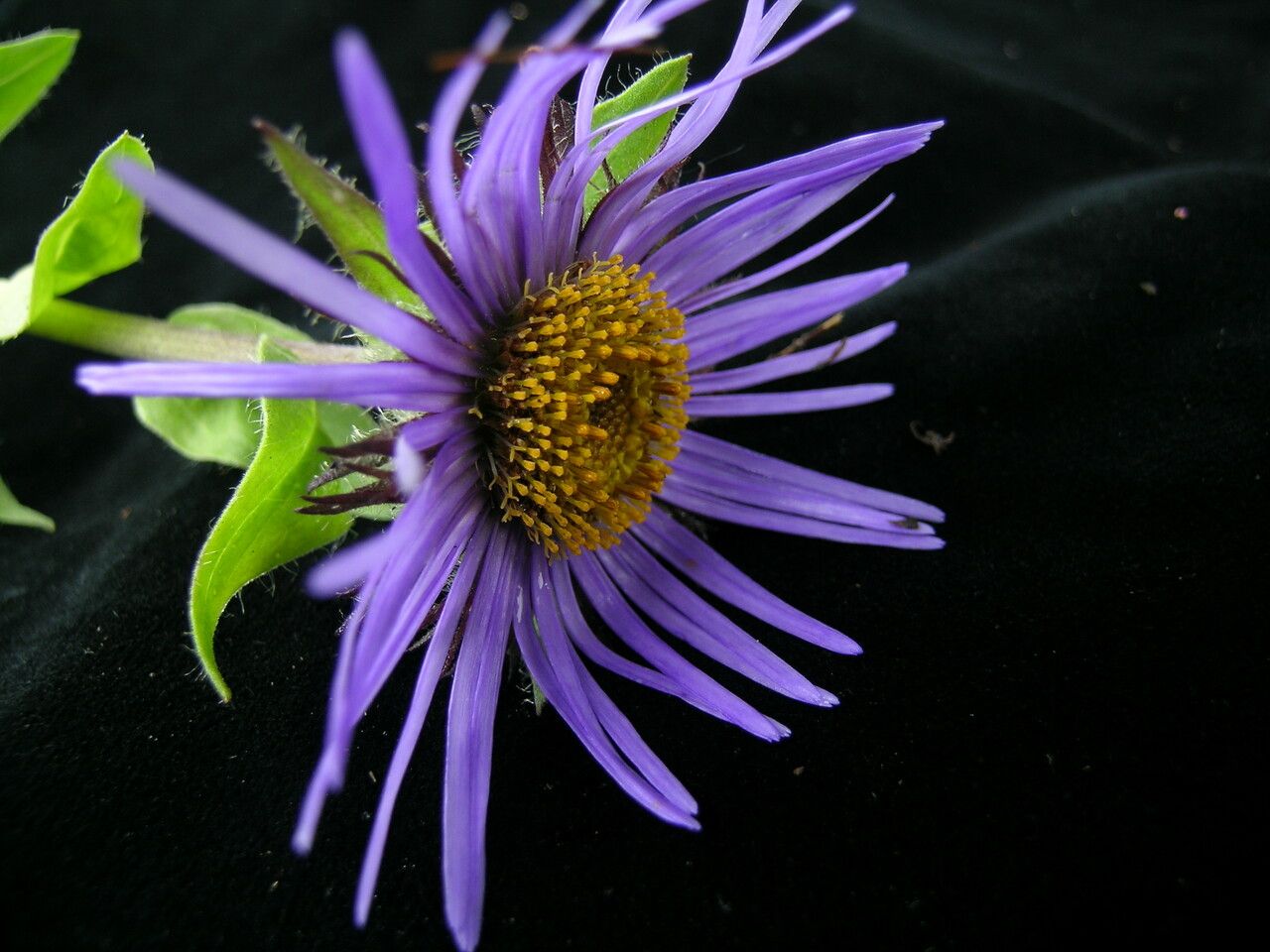 Aster barbellatus flower