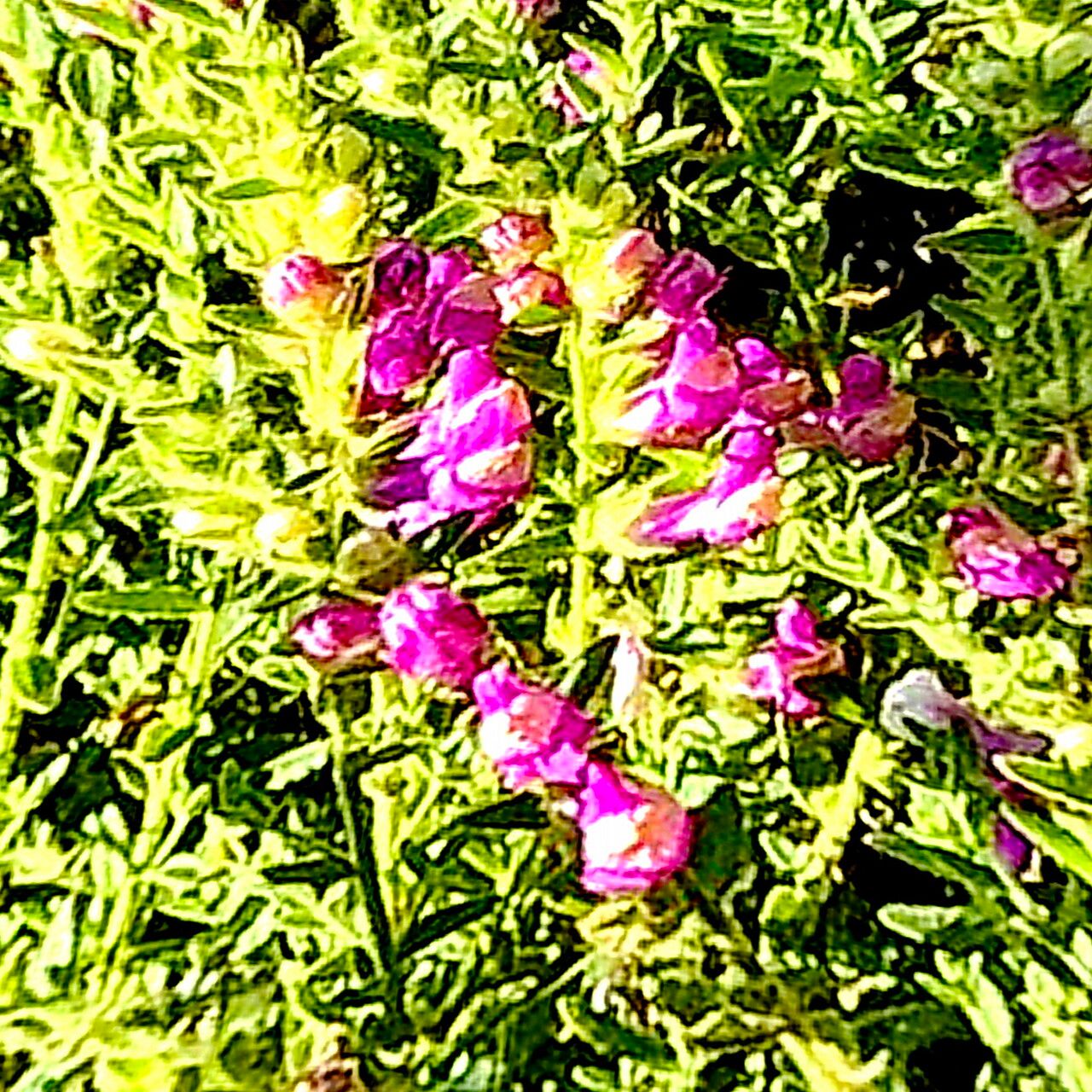 Sairocarpus multiflorus — related species from the same genus