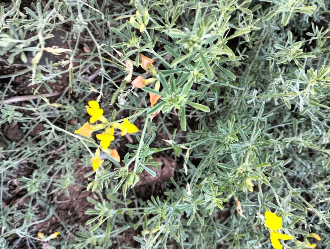 Lotus spartioides flower