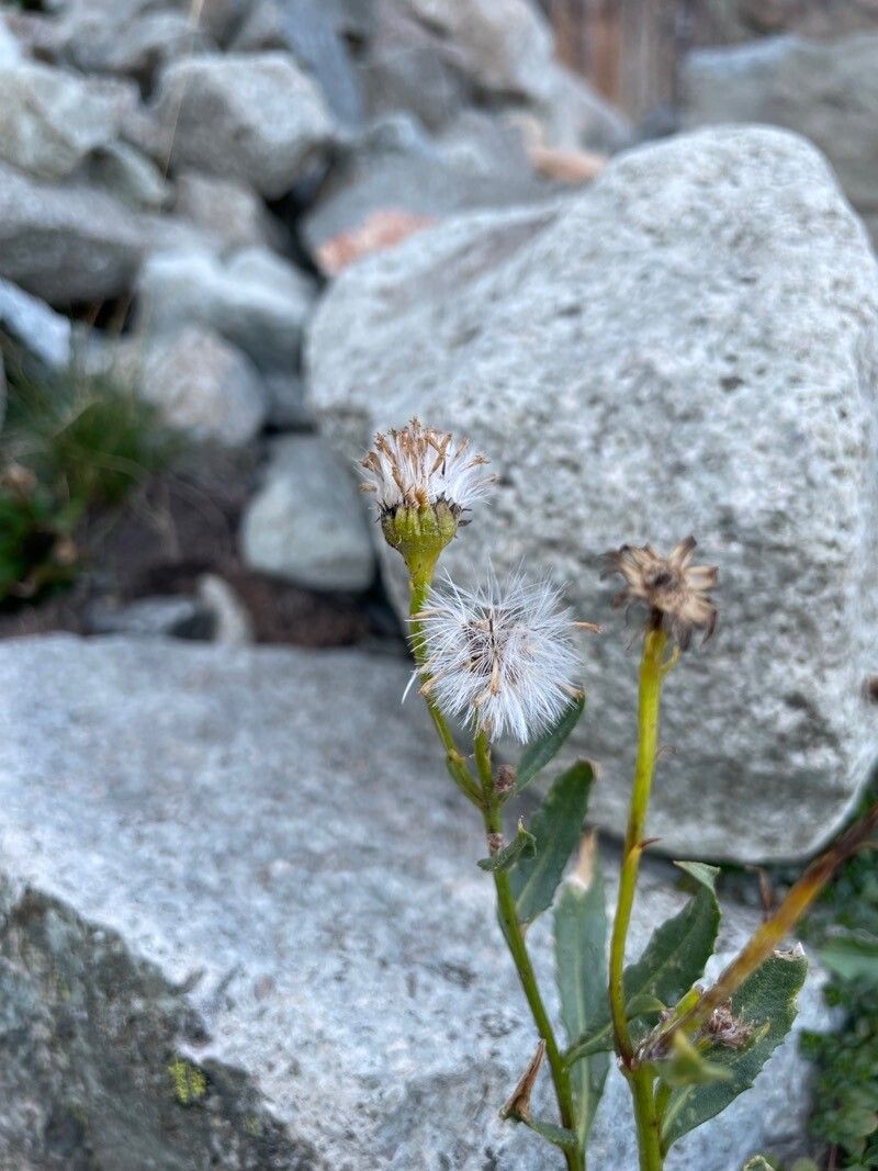 Senecio pyrenaicus fruit