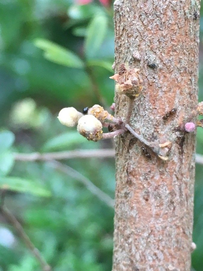 Eugenia daenikeri bark