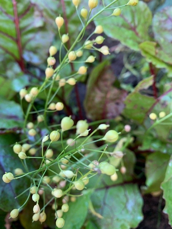 Camelina sativa fruit