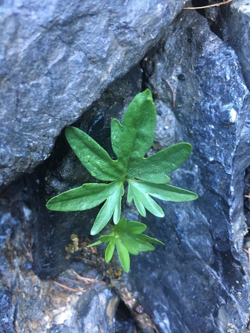 Viola pinnata — search result for 'Viola'