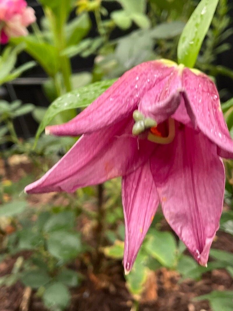 Lilium nanum — search result for 'Lilium'