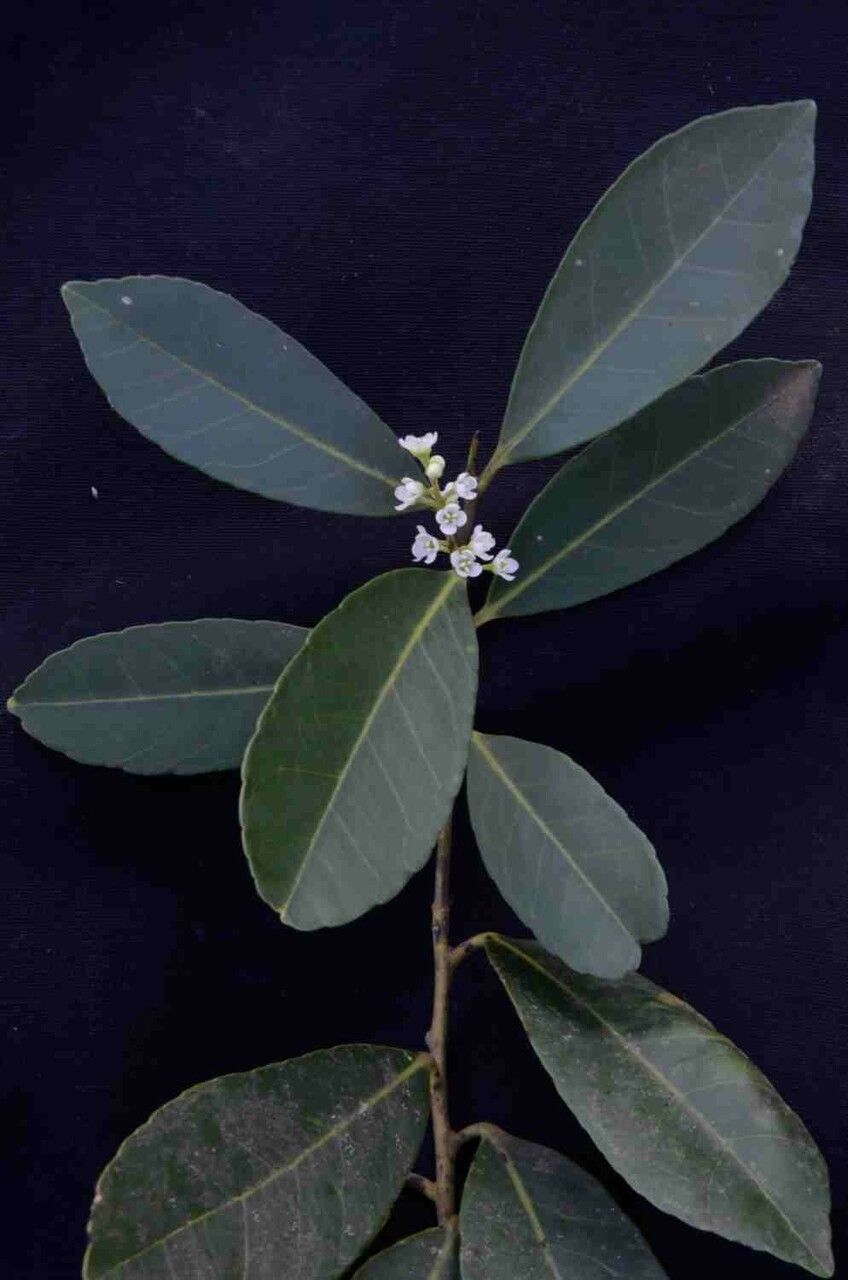 Ilex affinis flower
