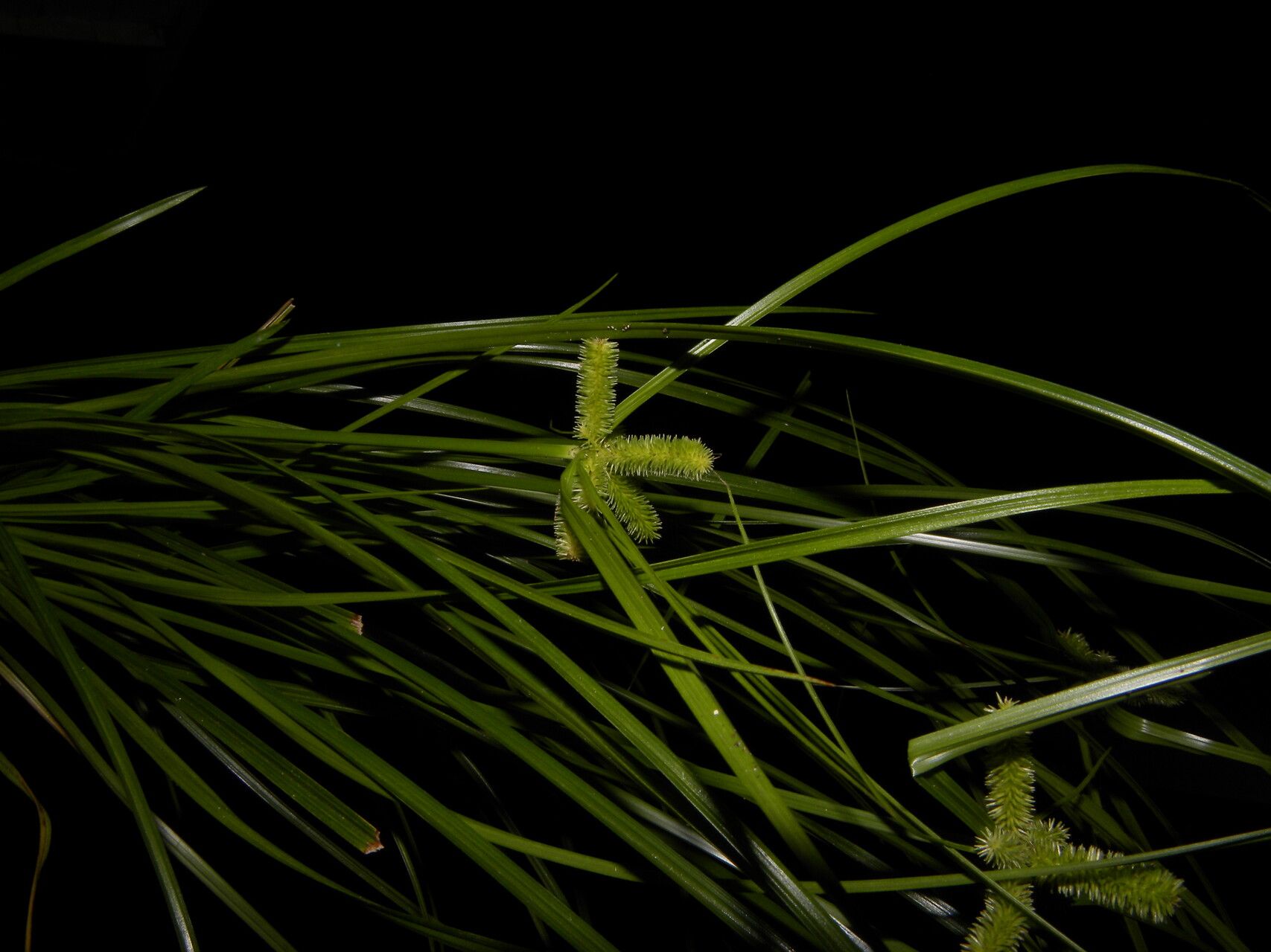 Cyperus regiomontanus fruit