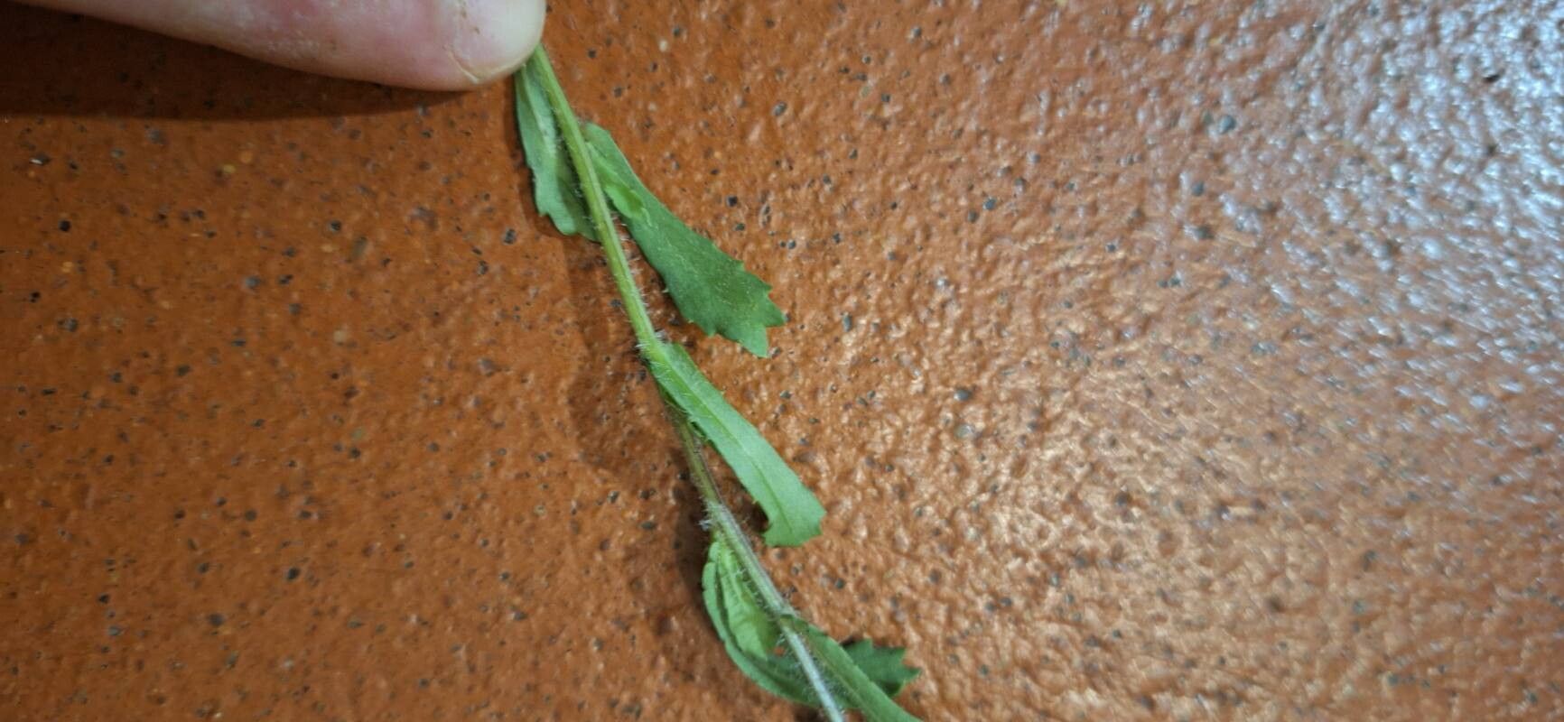 Chrysanthemum myconis — houseplant care guide