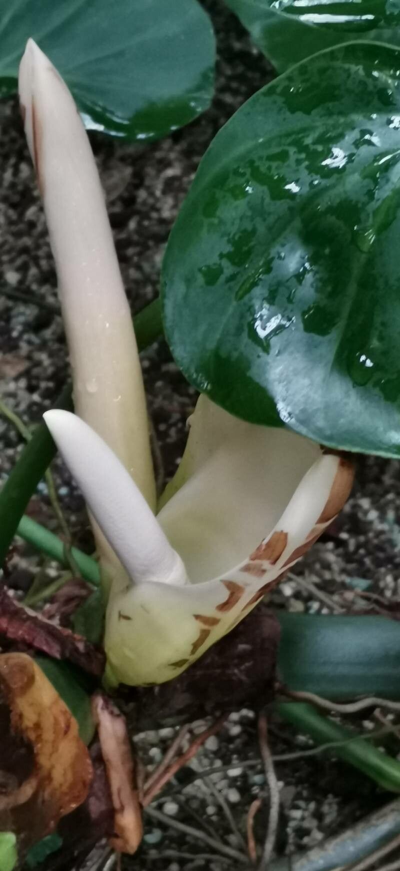 Philodendron grandifolium flower