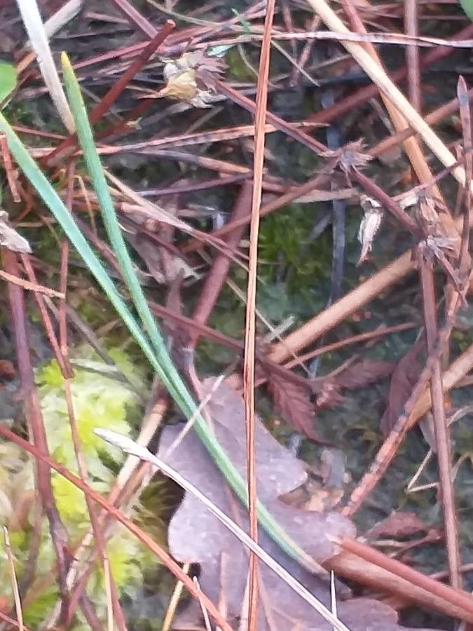 Eleocharis multicaulis flower