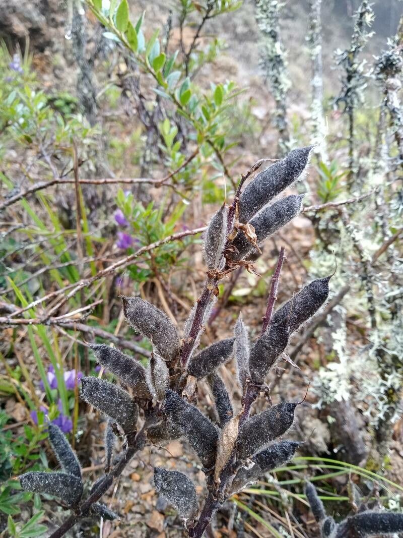 Lupinus bogotensis fruit