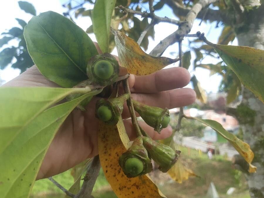 Combretum woodii fruit