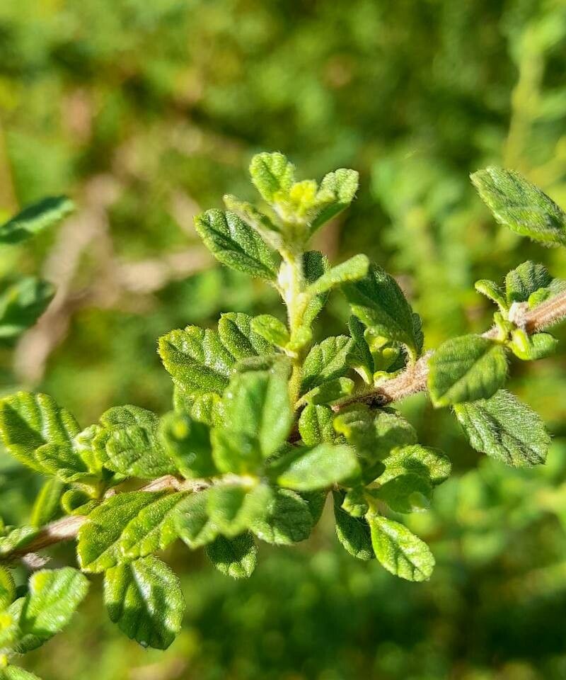 Lippia micromera — search result for 'Verbenaceae'