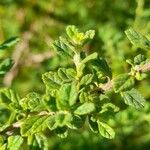 Lippia micromera