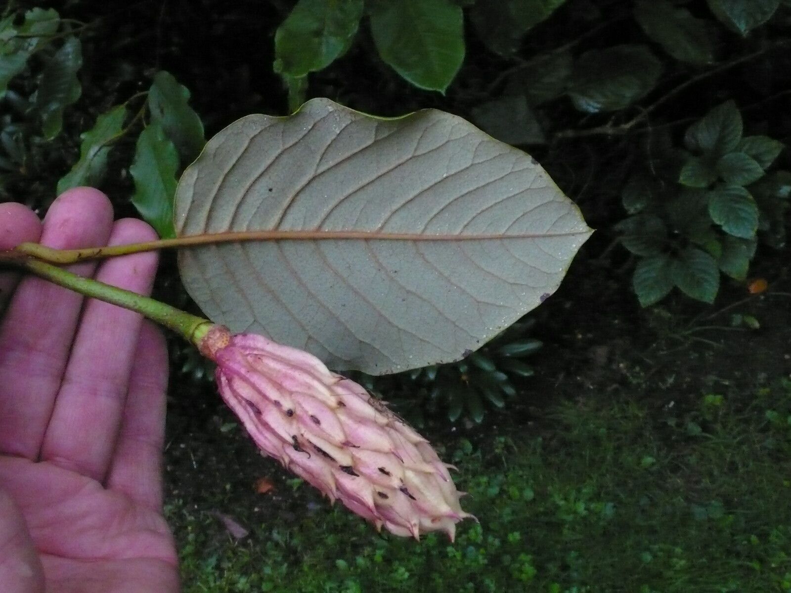 Magnolia globosa fruit
