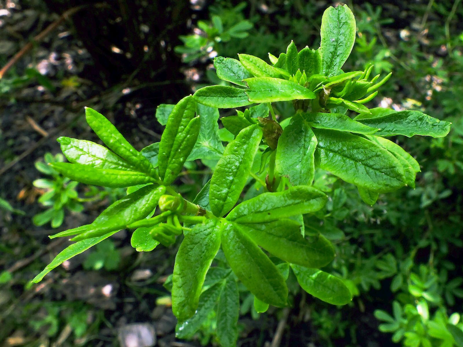 Dasiphora fruticosa — salt tolerant houseplant