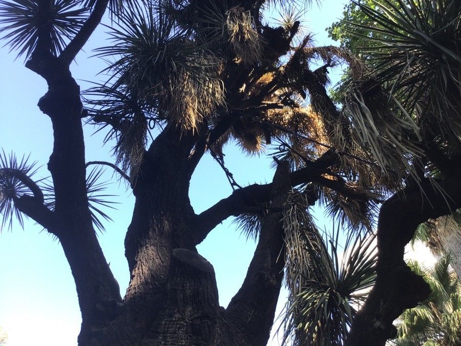 Yucca filifera — search result for 'Yucca'