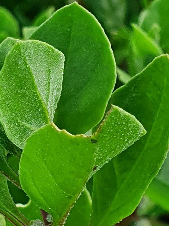 Tetragonia acanthocarpa — related species from the same genus